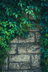 Weathered stone wall overgrown with vine leaves making a diagonal shape in this background image