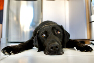 Black Labrador dog that is overwhelmed by the heat. This dog is lying on white tiles with nostalgia...