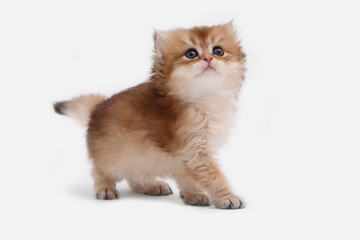 British longhair kitten on white background with green leaves. Golden chinchilla highlander. Cute fluffy kitten . Pets at cozy home. Top view web banner. Funny adorable pets cats. Postcard concept.