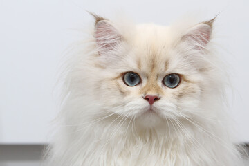 British longhair kitten of silver color on white background. Cute fluffy kitten with blue eyes. Pets at cozy home. Top down view web banner. Funny adorable pets cats. Postcard concept.