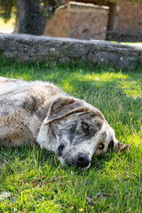 Fototapeta premium Perro acostado sonríe sobre el césped después de jugar