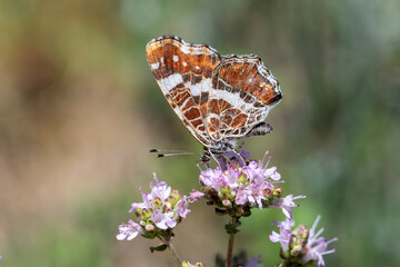 Landkärtchen Schmetterling makro von der Seite