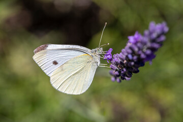 Kleiner Kohlweissling an Lavendel makro