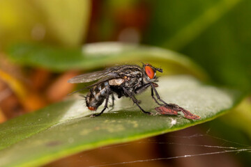 Graue Fleischfliege makro