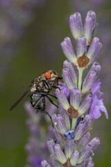 Graue Fleischfliege makro