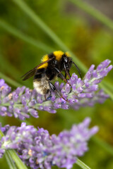Hummel an Lavendel