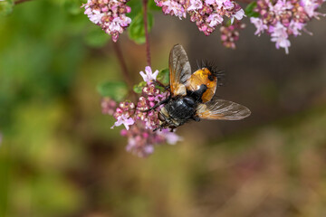 Nowickia ferox Borstenfliege auf Blüte