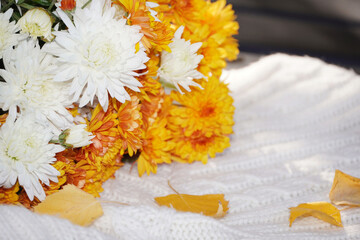   Beautiful autumn fall composition with  with chrysanthemums, falling leaves and knitted plaid. Concept of Thanksgiving day or Halloween. Autumn background.