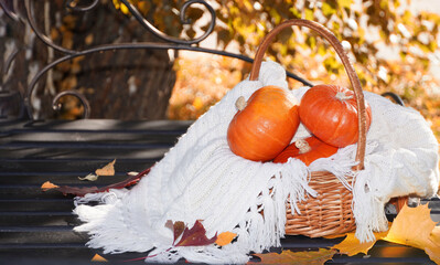 Beautiful autumn fall composition with bench, basket with pumpkins and leaves. Concept of Thanksgiving day or Halloween. Autumn background.