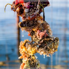 Culture d'Huîtres avant le processus de nettoyage