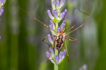 Grosser Weberknecht an Lavendel im Garten