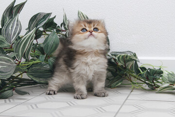 Naklejka na ściany i meble British longhair kitten on white background with green leaves. Golden chinchilla highlander. Cute fluffy kitten . Pets at cozy home. Top view web banner. Funny adorable pets cats. Postcard concept.