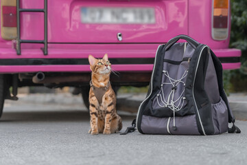 A domestic cat sits next to a cat carrier backpack in front of a pink van.