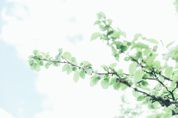 Lush green leaf, purity nature background. Green leaves on elm tree. Nature spring and summer banner. Plants against the blue sky concept. Trees branch isolated on white background.