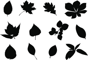 Vector leave silhouettes on isolated background. Icon set.