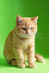 Ginger kitten sitting on green background.