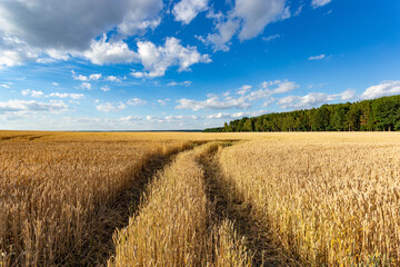 Wheat field on a summer day. Clear weather. Ripe harvest.