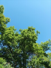 Crowns of green trees against the sky