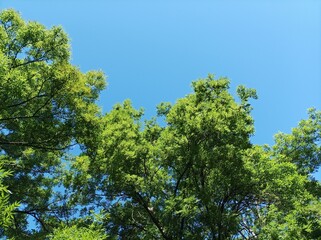 Crowns of green trees against the sky