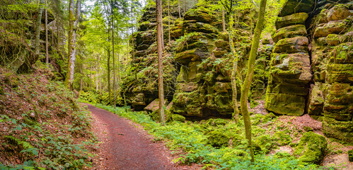 Panoramic view over magical enchanted fairytale forest with moss, lichen and fern at the hiking...