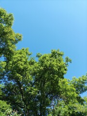 Crowns of green trees against the sky