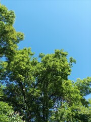 Crowns of green trees against the sky