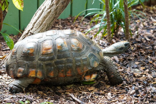Yellow footed tortoise