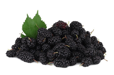 Mulberry isolated on a white background