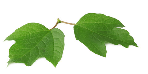 Obraz premium The leaves of viburnum isolated on white background