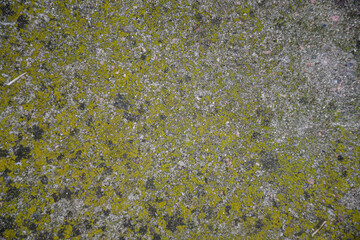 Concreto con musgo, liquen. 