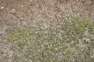 Piedra natural con musgo. 