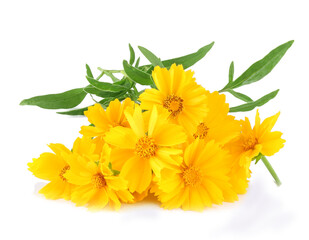 Summer flowers isolated on white background