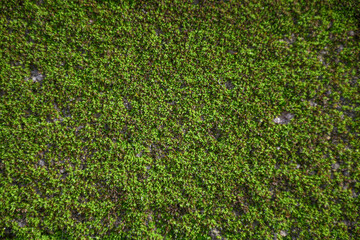 Musgo verde en pared. 