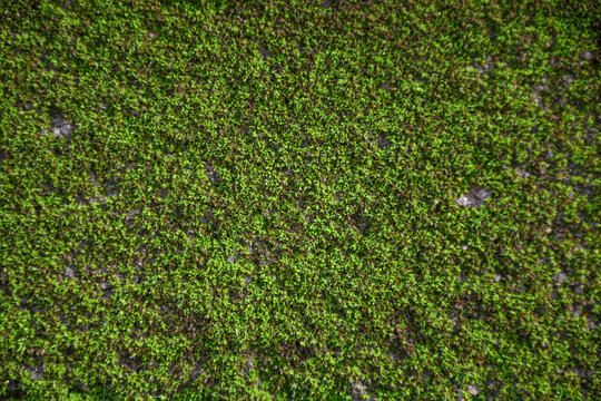 Musgo verde en pared. 
