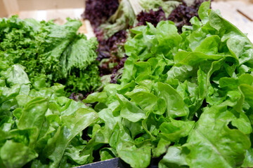 Green leaves of salad on the shelf of supermarket store. Selective focus