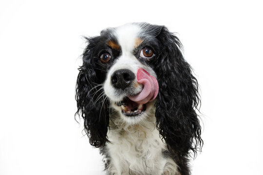hungry cavalier puppy dog licking it lips with tongue. Isolated on white background