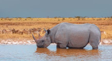 Rhino drinking water from a small lake - Amazing Zebras running across the African savannah at...