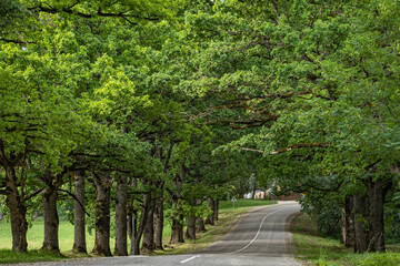 Fototapeta na wymiar Lielauce, Latvia - 4 July 2022: an old oak avenue with a paved road and a continuous white line in a small rural village on a hot summer day.