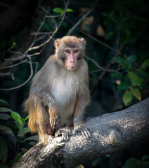 Naklejka na ściany i meble portrait of wild rhesus macaques.this photo was taken from Sundarbans,Bangladesh.