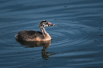 Haubentaucher K&uuml;cken