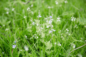 Green grass texture as background. Perspective view and selective focus. artistic abstract spring or summer background with fresh grass as banner or eco wallpaper. Leaves blur effect. Macro nature.