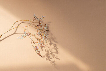 Close-up of beautiful dry grass stems. Plant in sunlight on beige table background. Soft long shadows.