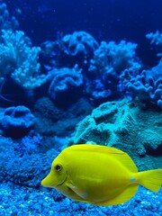 Obraz premium Yellow Fish