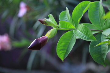 Beautiful Pink flower hollyhock blossoms in the garden.hollyhock alcea rosea flower bud in garden