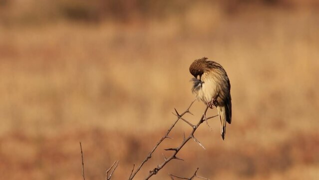 A female  long-tailed widowbird (Euplectes progne) sitting and preening in beautiful light in Rietvlei Nature reserve