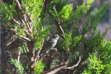 Sunlight reflects off of the cactus wrens bright eye as he searches for seeds and snacks in the evergreen shrub