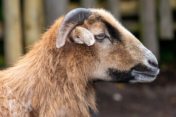 Head shot of a goat (capra hircus)