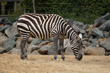 Fototapeta na wymiar Maneless zebra