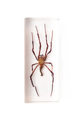 Spider isolated on white background