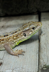 portrait of a gray lizard resting in the garden